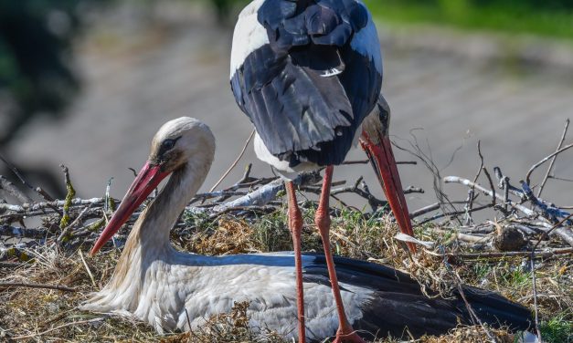 50 év után tértek vissza a gólyák Szárra