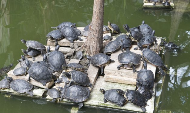 Új helyre telepítették a madridi Atocha pályaudvarra kidobált teknősöket