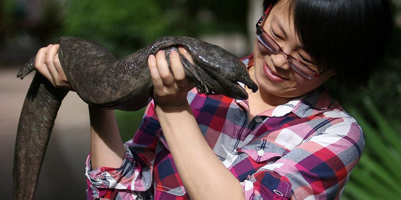 Újabb faj halhat ki természetes élőhelyén: a kínai óriásszalamandra