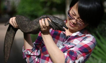 Újabb faj halhat ki természetes élőhelyén: a kínai óriásszalamandra