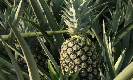 Az ananászbetakarítás kínkeservei