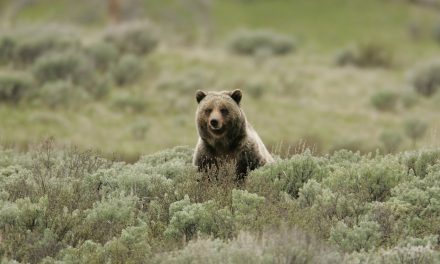 44 év után ismét lőhetnek trófeavadászok a Yellowstone grizzly medvéire