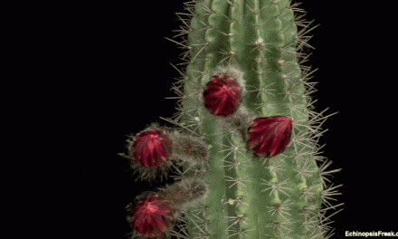 Hipnotikus videók virágba boruló kaktuszokról
