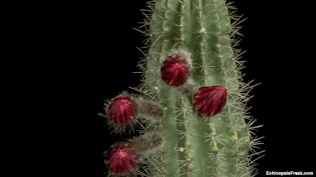 Hipnotikus videók virágba boruló kaktuszokról
