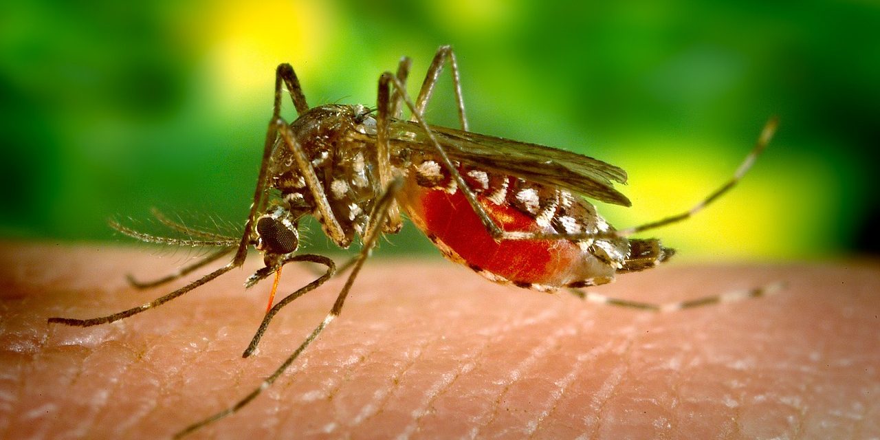 Súlyos betegséget is okozhatnak a Pécsen megjelent koreai szúnyogok