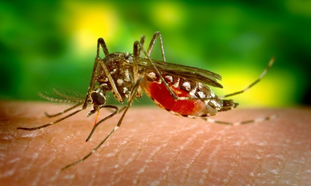Súlyos betegséget is okozhatnak a Pécsen megjelent koreai szúnyogok