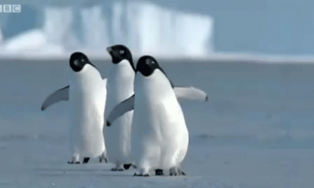 És akkor a pingvinek átvették a vezetést