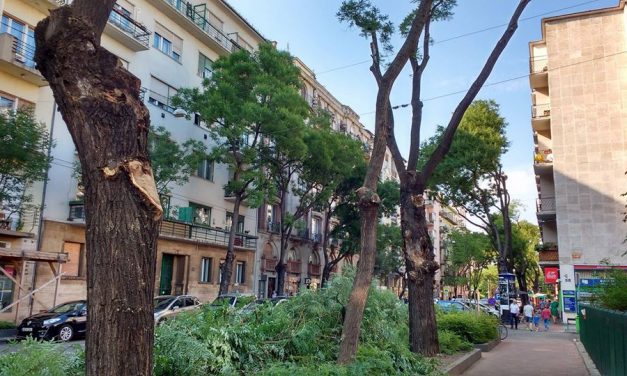 Tömegesen csonkolják a Pozsonyi úti fákat
