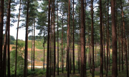 Száz mese, egy erdő: a Bourne Wood