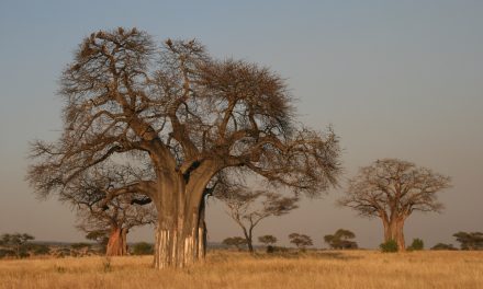 Évezredes fákkal végzett a klímaváltozás