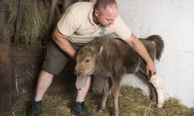 Gondozók nevelik a Nyíregyházi Állatpark egyik európai bölényét