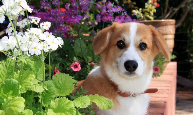 Kutyák tapossák szét a gellérthegyi virágágyásokat