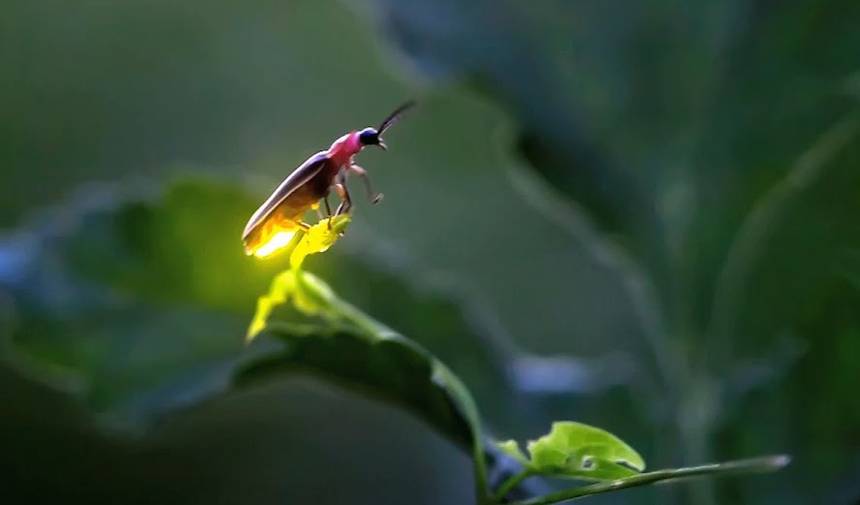 10 elképesztő dolog, amit nem tudtál a szentjánosbogárról
