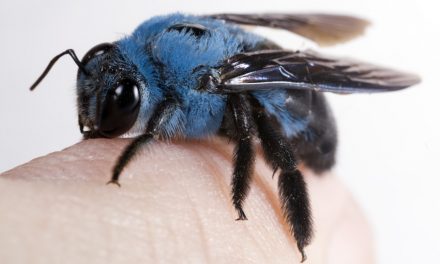 Láttál már kék méhecskét?