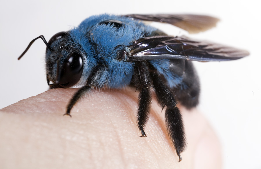 Láttál már kék méhecskét?