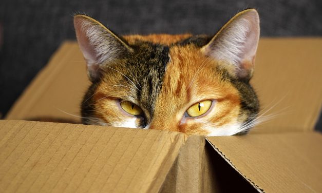 Minek kanapé a macskának, amikor úgyis a dobozba fekszik?