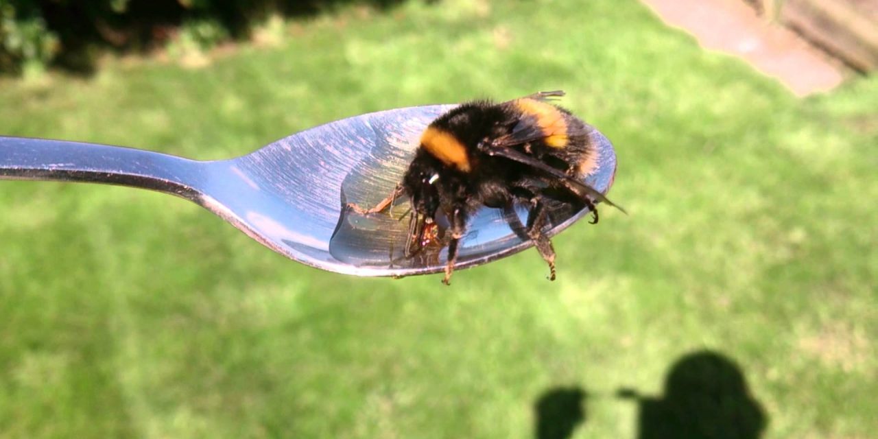 Sir David Attenborough módszerével méheket menthetünk könnyedén