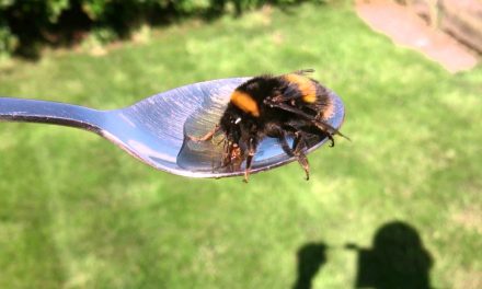 Sir David Attenborough módszerével méheket menthetünk könnyedén