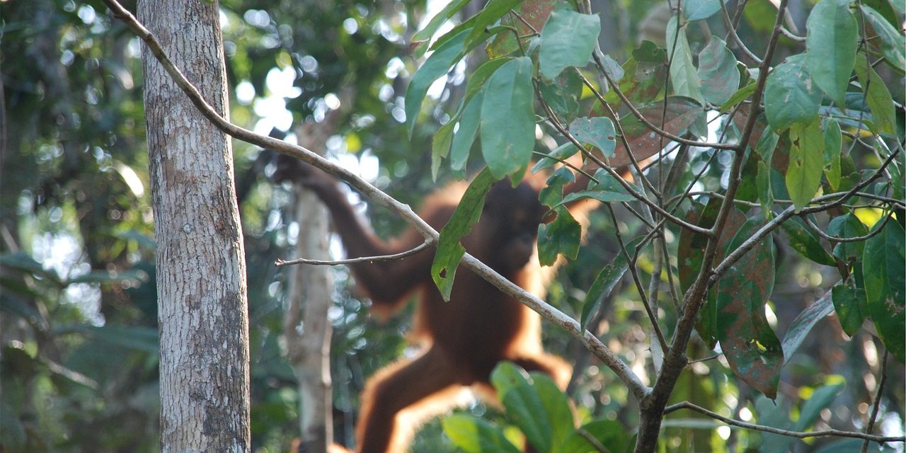 Drámai felvétel készült arról, ahogyan egy orangután védi élőhelyét egy buldózertől
