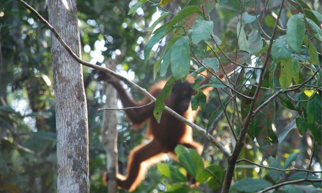 Drámai felvétel készült arról, ahogyan egy orangután védi élőhelyét egy buldózertől