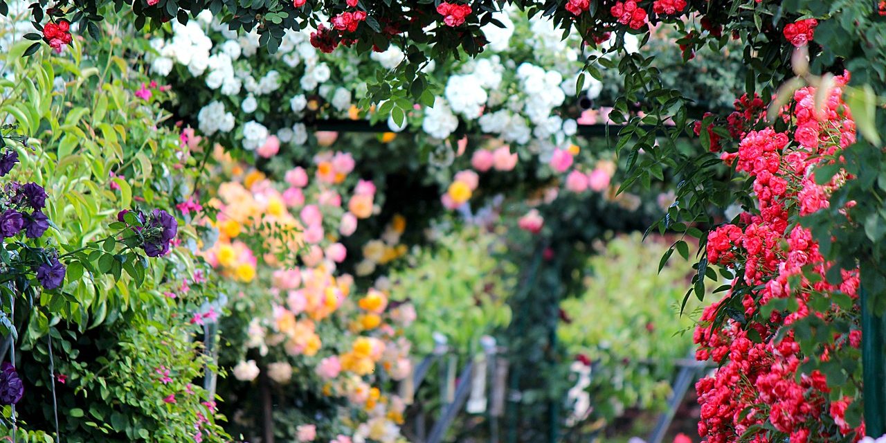Rózsaünnepet tartanak szombaton a fertődi Esterházy-kastélyban