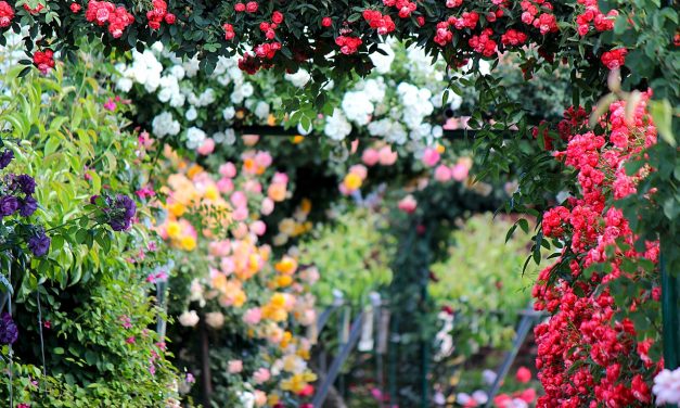 Rózsaünnepet tartanak szombaton a fertődi Esterházy-kastélyban