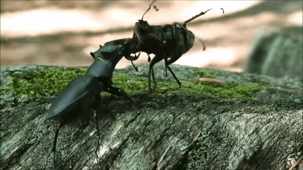 Most vár rád a kertben és az erdőben: a nagy szarvasbogár