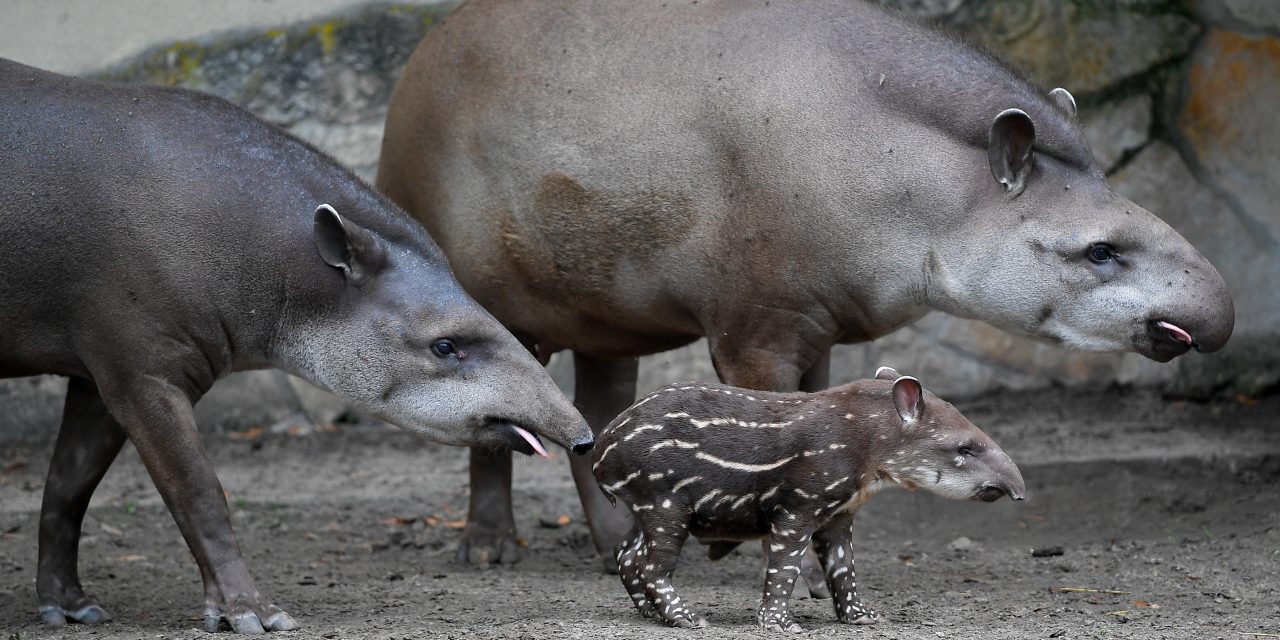 Tüneményes tapírbébi született a debreceni állatkertben