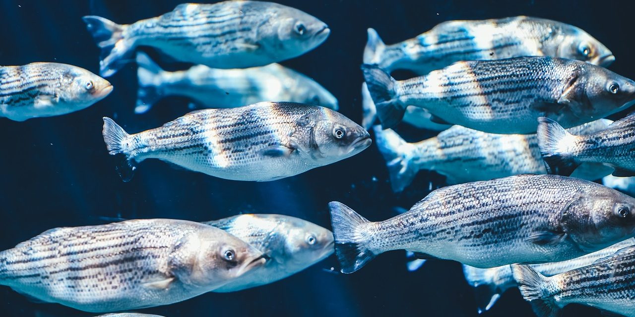Az óceánok savasodása miatt romlik a halak szaglása, egyre több faj kerül végveszélybe
