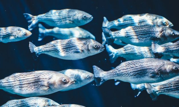 Az óceánok savasodása miatt romlik a halak szaglása, egyre több faj kerül végveszélybe