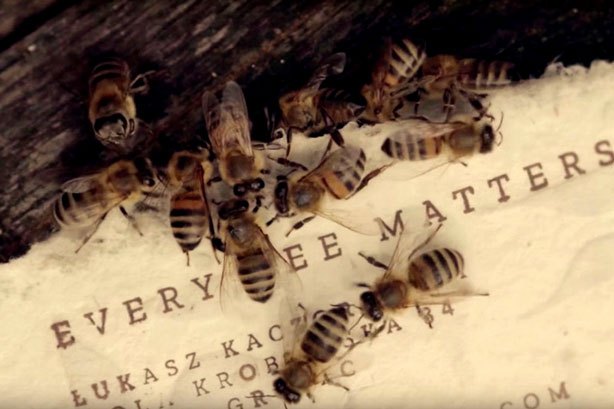 Végre van megoldás a méhek pusztulása ellen