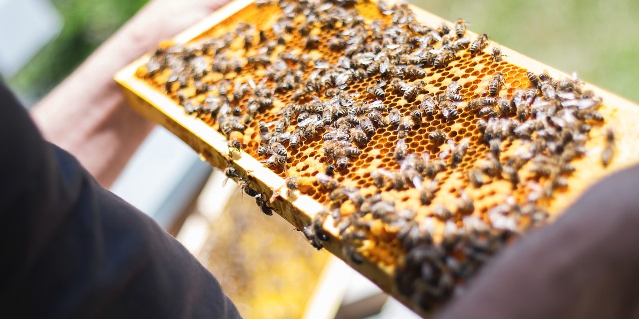 Tömegesen pusztulnak a méhek, vizsgálat indult az ügyben