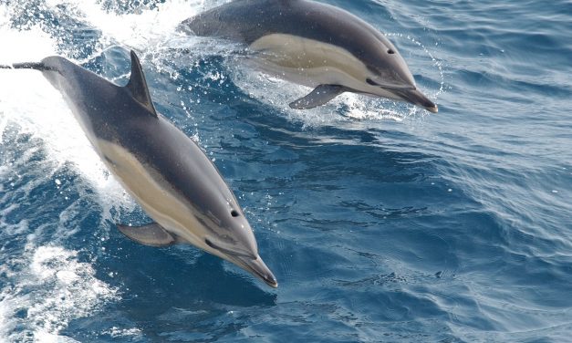 Visszatértek a közönséges delfinek a horvát Adriára