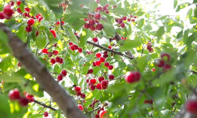 Egy gyümölcsfa, amelyben nem lehet csalódni: a cseresznye!