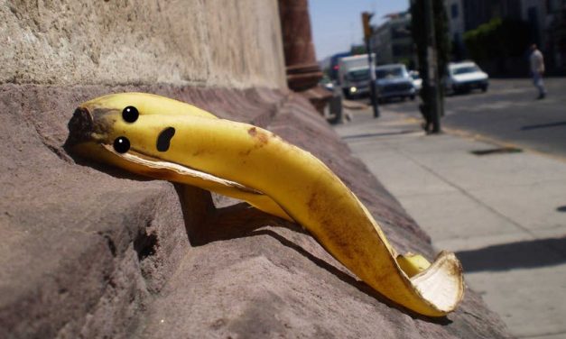 Kipusztulhat a banánfaj, amely a többi banánt mentheti meg a kipusztulástól