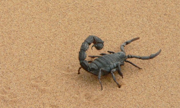 Az erdőirtások miatt elszaporodtak a veszélyes skorpiók a brazil városokban
