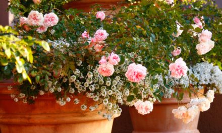 Ha unod a muskátlit: ültess mini rózsát az erkélyedre vagy a kertbe!