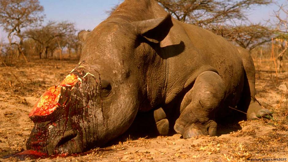 12 millió dollárnyi levágott rinocérosz szarvat foglaltak le