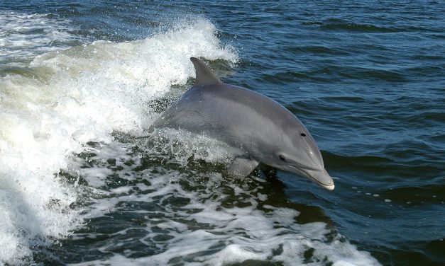 Egy kanos delfin miatt lezártak egy franciaországi strandot