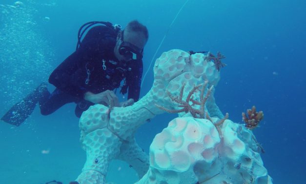 A világ legnagyobb, 3D nyomtatással készült korallzátonyát telepítették a tengerbe