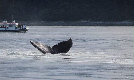 A tiltakozások ellenére közel 200 bálnát ölt le Japán