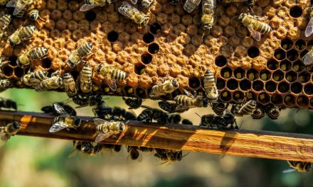 Méhek segítségével tanulmányozzák Róma légszennyezettségét
