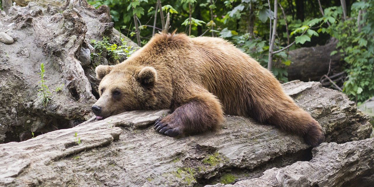 Három nap alatt a második medvét gázolták el Romániában