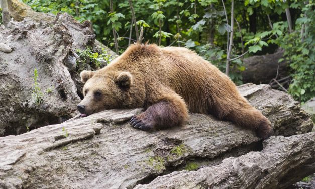 Három nap alatt a második medvét gázolták el Romániában