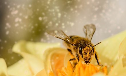 Az ember nikotinfüggőségéhez hasonlóan a méhek rászokhatnak a rovarirtószer ízére