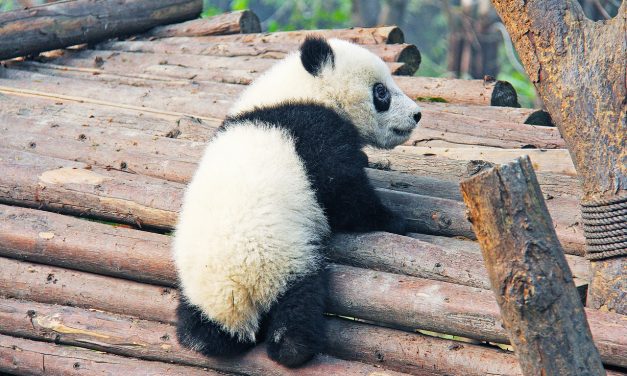 A pekingi állatkert megbünteti az állatokat etetőket