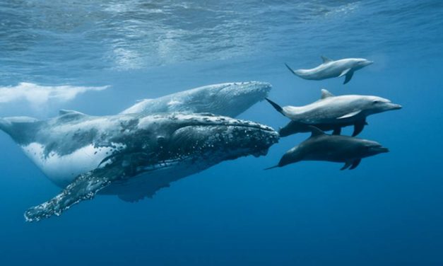 Ezt látnod kell! Így játszanak egymással az óceánban a bálnák és a delfinek