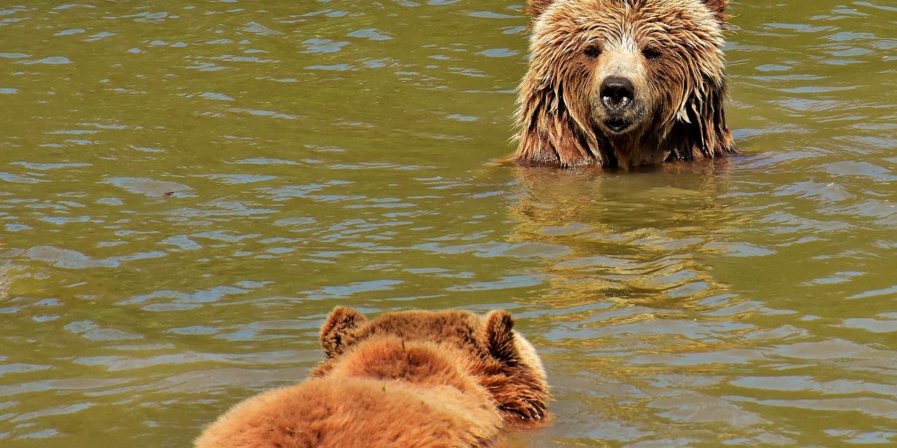 A medvevadászat engedélyezését sürgeti a Hargita megyei önkormányzat