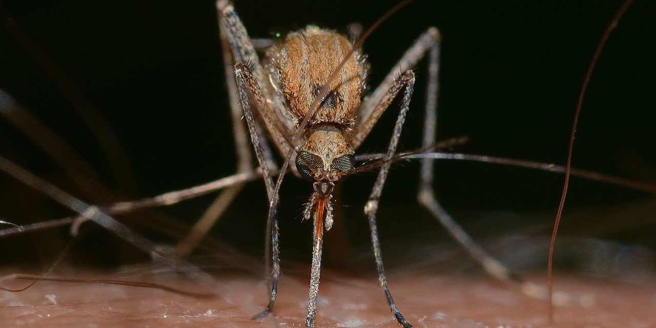 Nyugat-nílusi láz: fontos a megelőzés, a szúnyogok elleni védekezés