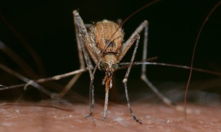 Nyugat-nílusi láz: fontos a megelőzés, a szúnyogok elleni védekezés
